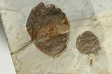 Wide Plate with Five Fossil Leaves - Montana #201339-4